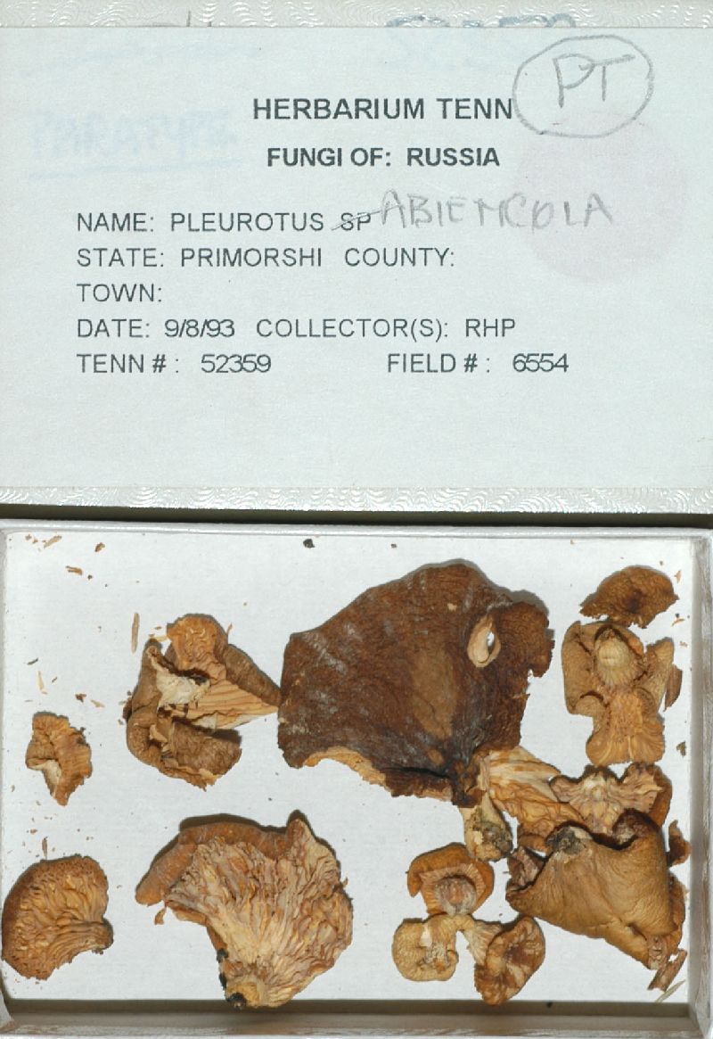 Pleurotus abieticola image