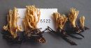 Ramaria apiculata image