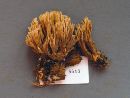 Ramaria apiculata image