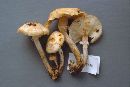 Armillaria gallica image