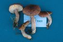 Tricholomopsis rutilans image