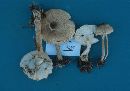 Lepiota magnispora image