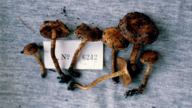 Pholiota brunnescens image