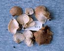 Hohenbuehelia petaloides image