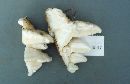 Pleurotus pulmonarius image