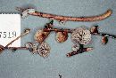 Marasmius palmivorus image