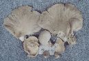 Pleurotus opuntiae image