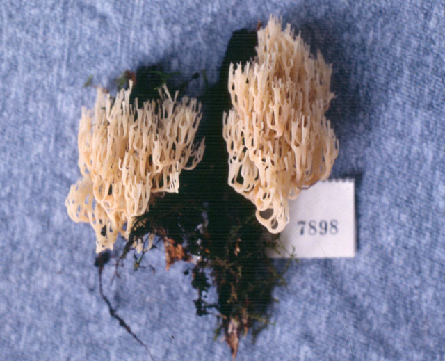 Artomyces stephenii image