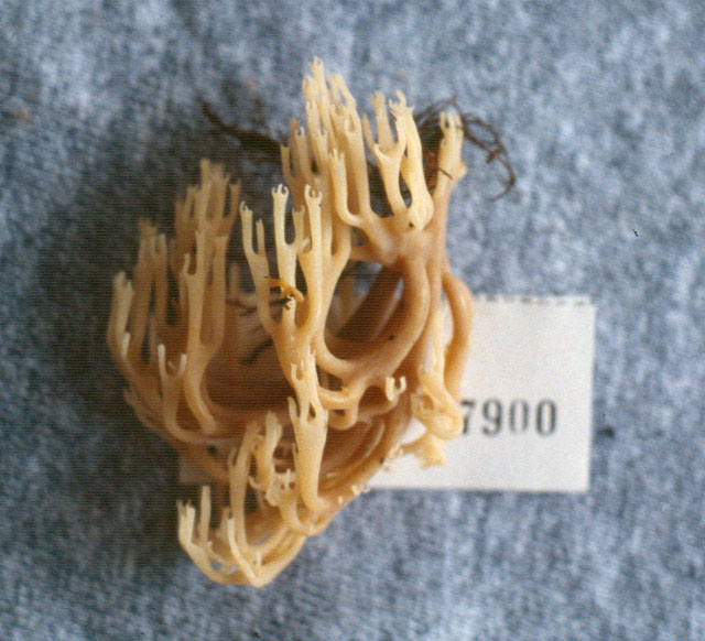 Artomyces costaricensis image