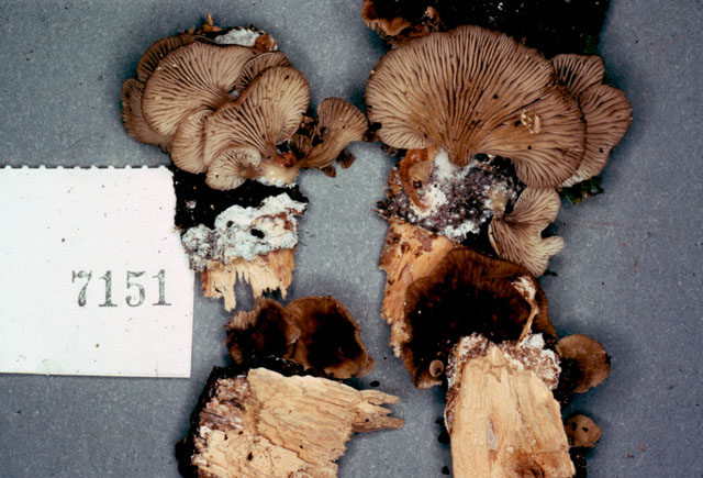 Lentinus punctaticeps image