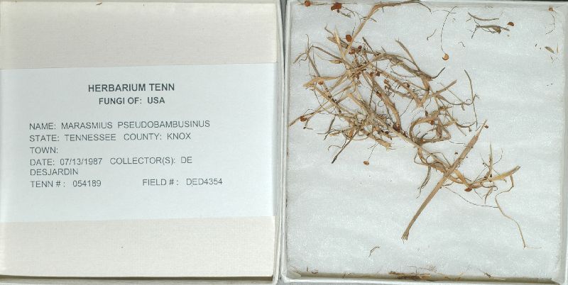 Marasmius pseudobambusinus image