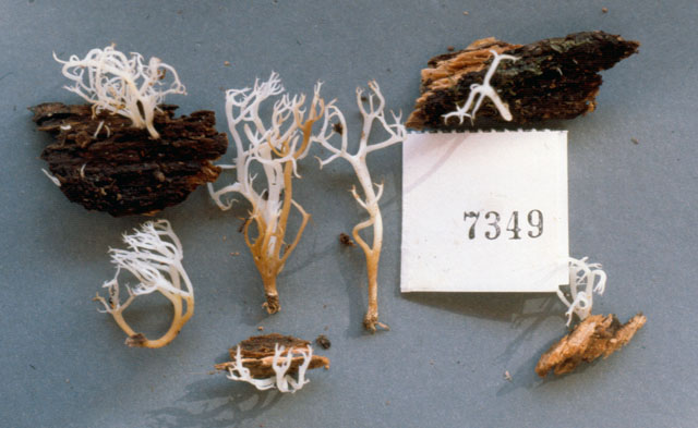 Artomyces adrienneae image