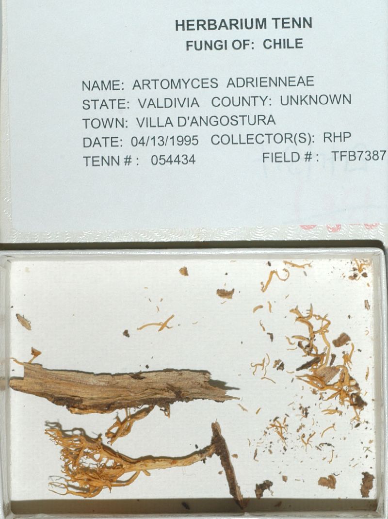 Artomyces adrienneae image