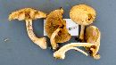 Pholiota squarrosa image