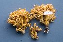 Ramaria gelatinosa image