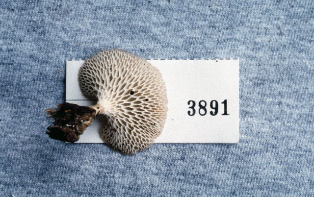 Favolus philippinensis image