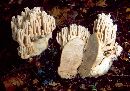 Ramaria secunda image