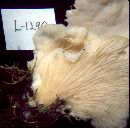 Pleurotus pulmonarius image
