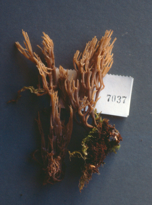Artomyces novae-zelandiae image