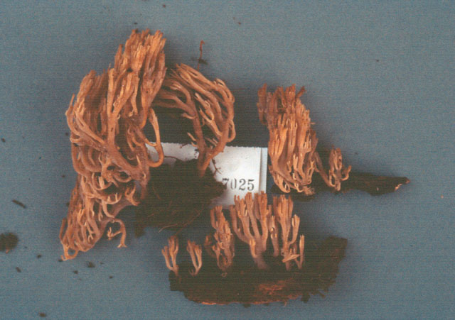Artomyces novae-zelandiae image