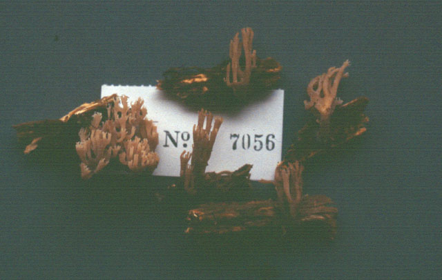 Artomyces novae-zelandiae image