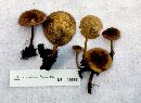 Xeromphalina tenuipes image