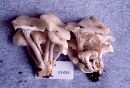 Pleurotus albidus image