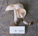 Rhodocollybia maculata image
