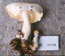 Rhodocollybia maculata image