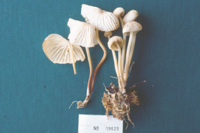 Marasmius plumieri image