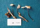 Marasmius siccus image