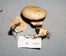 Image of Rhodocollybia lignitilis