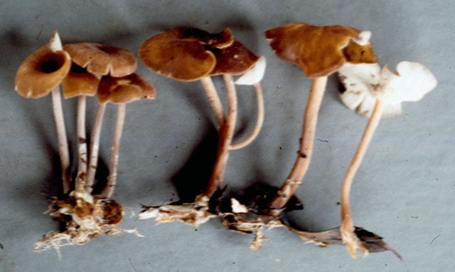 Gymnopus subcyathiformis image