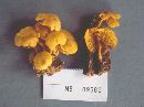 Collybia aurea image