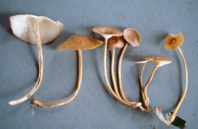 Gymnopus subcyathiformis image