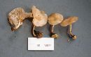 Lentinula boryana image
