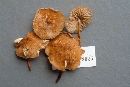 Marasmius cohaerens image