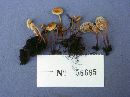 Xeromphalina kauffmanii image