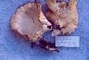 Pleurotus populinus image