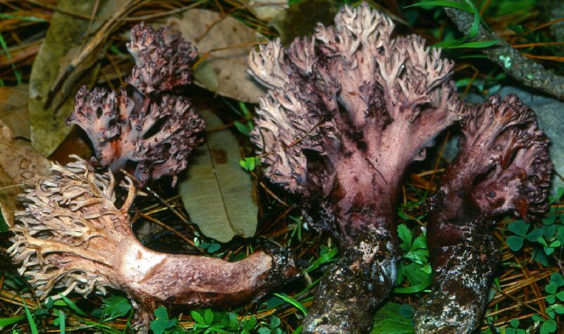 Ramaria holorubella image