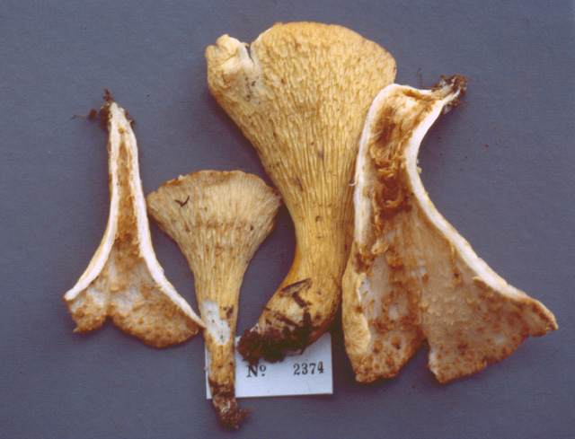 Gomphus fujisanensis image