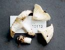 Lentinus levis image