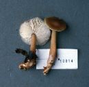 Rhodocollybia butyracea image
