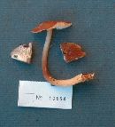 Rhodocollybia butyracea image