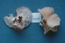 Pleurotus pulmonarius image
