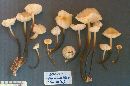 Flammulina populicola image