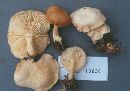 Rhodocollybia maculata image