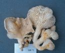 Pleurotus pulmonarius image