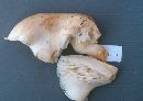 Pleurotus dryinus image