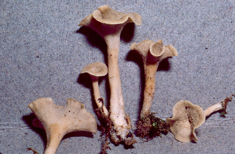 Craterellus orinocensis image